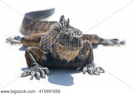 Marine Iguana In The Galapagos Islands
