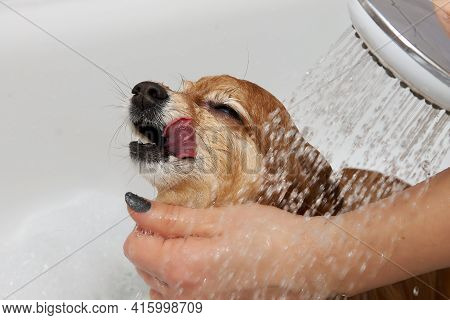 A Happy Red-haired Dog In A White Bath Is Washing Under The Shower. The Girls Hands Shower The Germa
