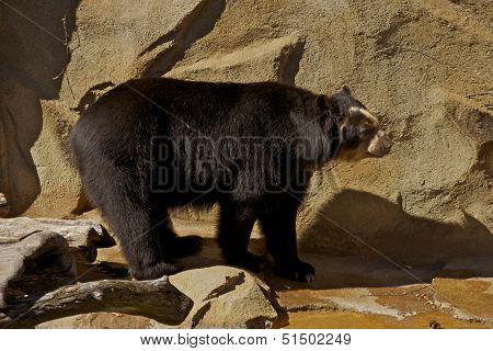 Andean Bear