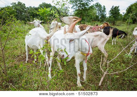 Goats In Farm