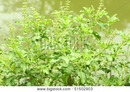 Holy Basil