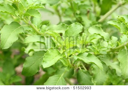 Holy Basil