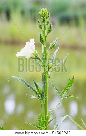 Okra Or Quimbamto