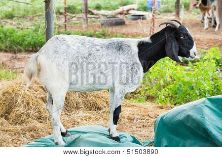 Goat In Farm