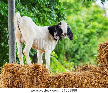 Goat In Farm