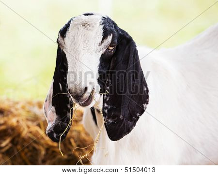 Goat In Farm