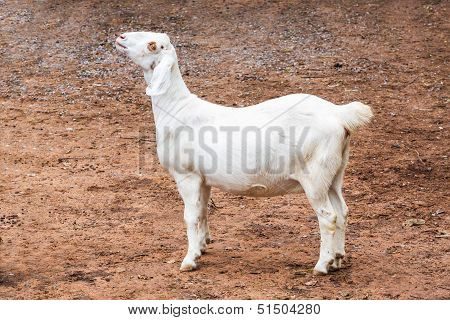 Goat In Farm