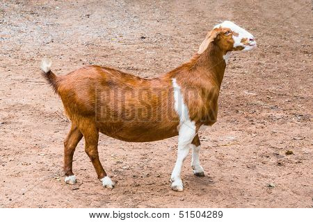 Goat In Farm