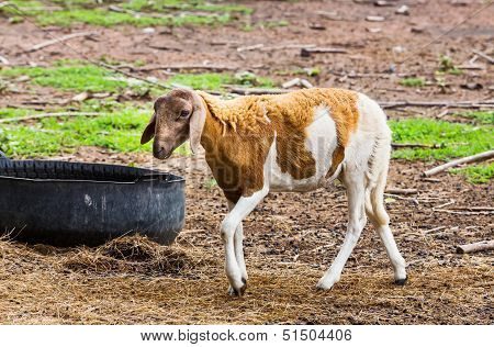Sheep In Farm