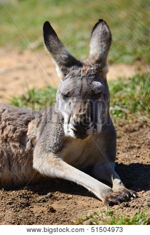 kangaroo  rests