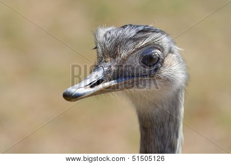 Ostrich head shot