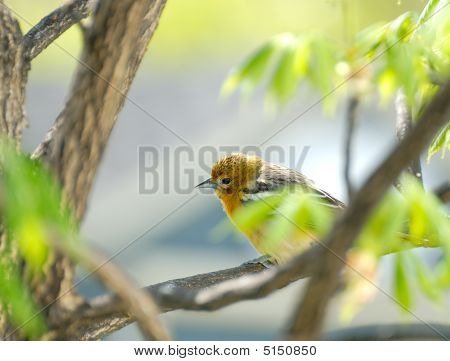 Несовершеннолетних Baltimore Oriole в дереве