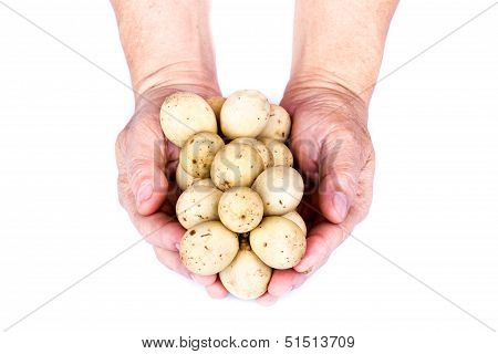 Lansium Demesticum In Hands