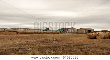 Wheat Field