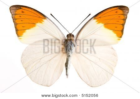 Hebomia motýl