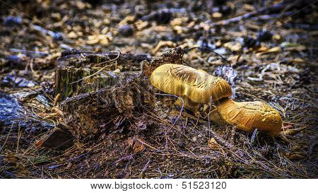 Mushrooms