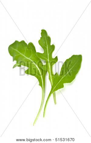 fresh rucola leaves isolated on white background