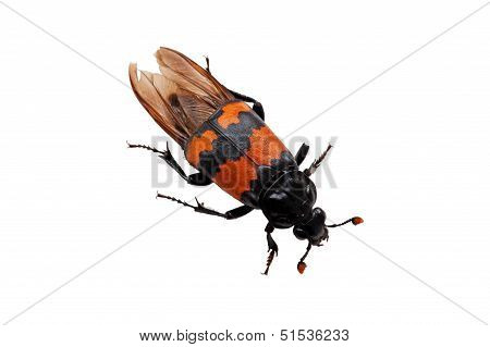 Burying Beetle (Nicrophorus Vespilloides)