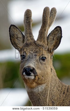The Roebuck (Capreolus Capreolus) Portrait