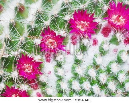 Mammillaria Hahniana blomster