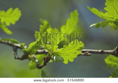 Leaves of oak