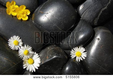 Daisy Flowers op zwarte stenen