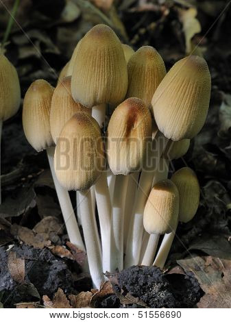Glistening Ink Cap Fungi