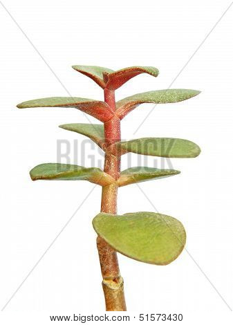 Monetary Tree Crassula Ovata Taken Closeup.