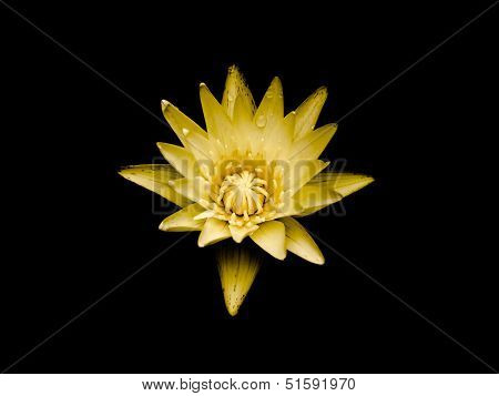 Lotus Flower