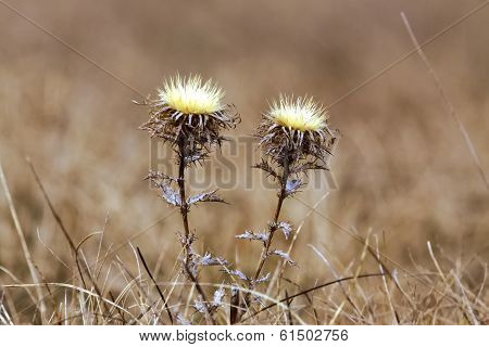Dry Flower In The Field, Blurred Background