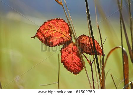 Red Leaf Of Blackberry