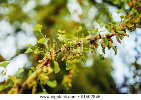Gingko Leaf In Spring