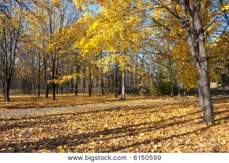 Goldener Herbst