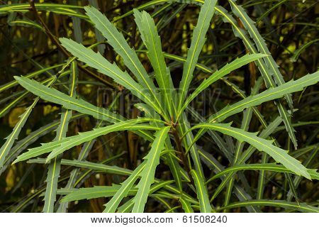 Horoeka Lancewood