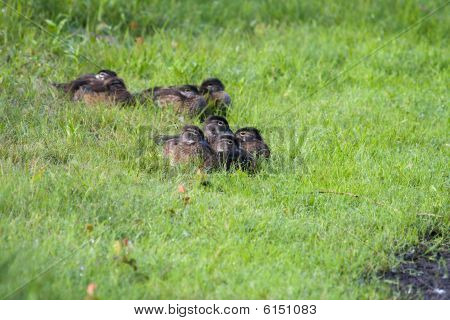 junge Holz Enten.