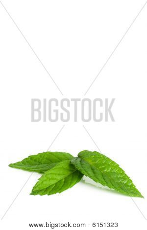 Mint Leaves