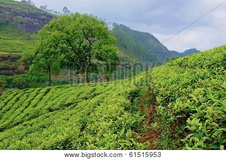 Tea plantation landscape in Sri Lanka 