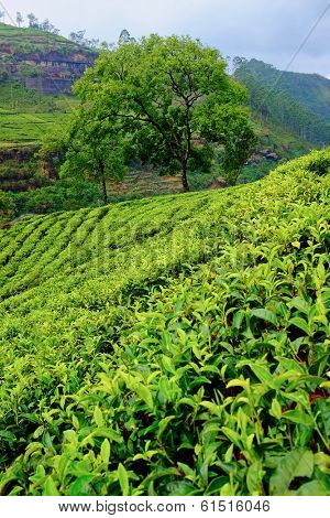 Tea plantation landscape in Sri Lanka 