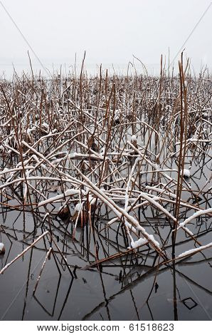 Dead Lotus Plants In Winter At West Lake, Hangzhou, China