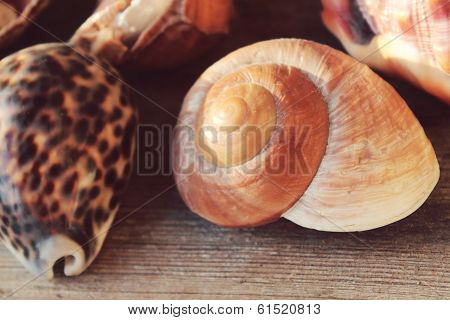 Seashells on a wooden background
