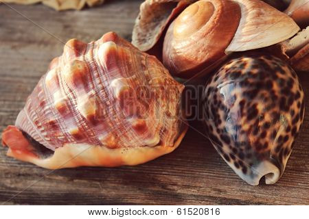 Seashells on a wooden background
