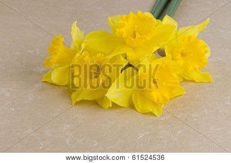 Jonquil Flowers