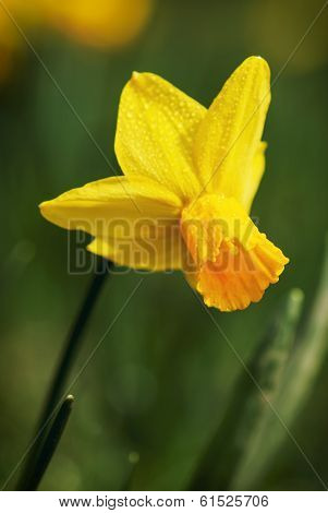 Yellow Daffodil After Rain Shower