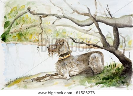 German Wirehaired Pointer