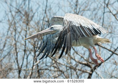 Pink-backed Pelican (pelecanus Rufescens) In Flight