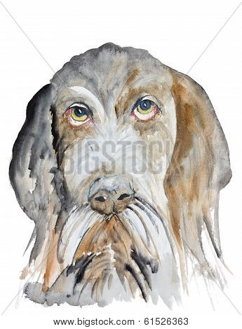 German Wirehaired Pointer