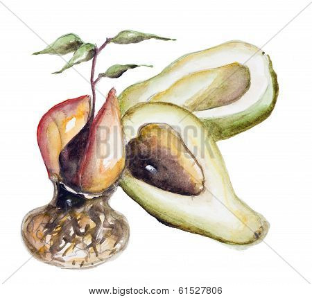 Avocado Sprout