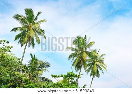 high palm on background of blue sky                                    