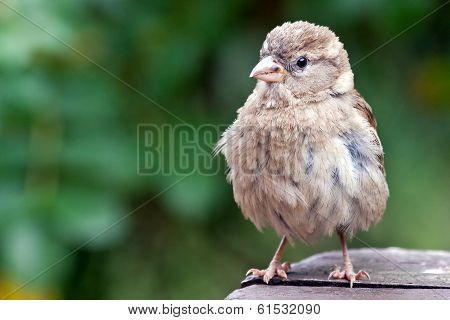 Sparrow