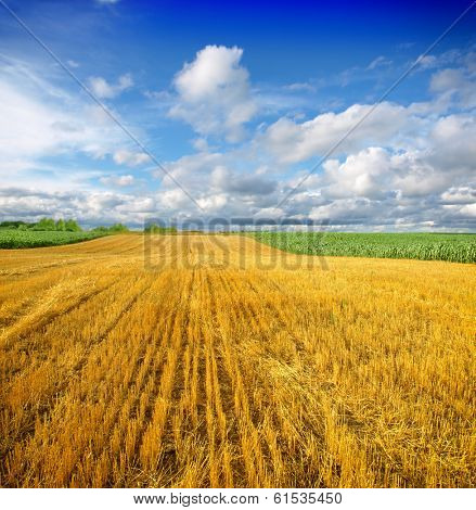 field after harvest